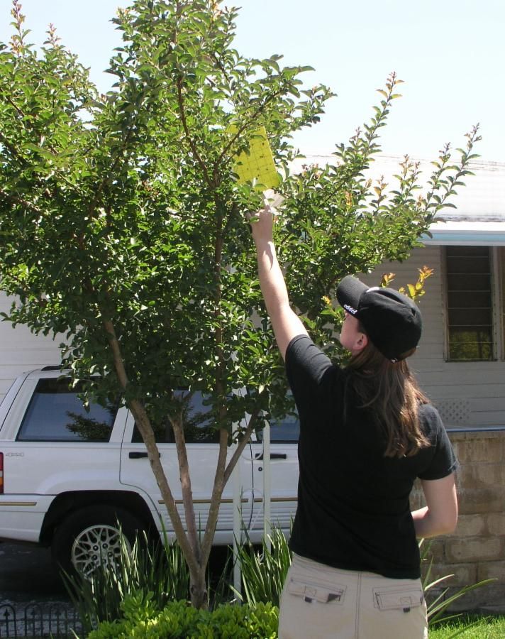 Surveying for the glassy-winged sharpshooter