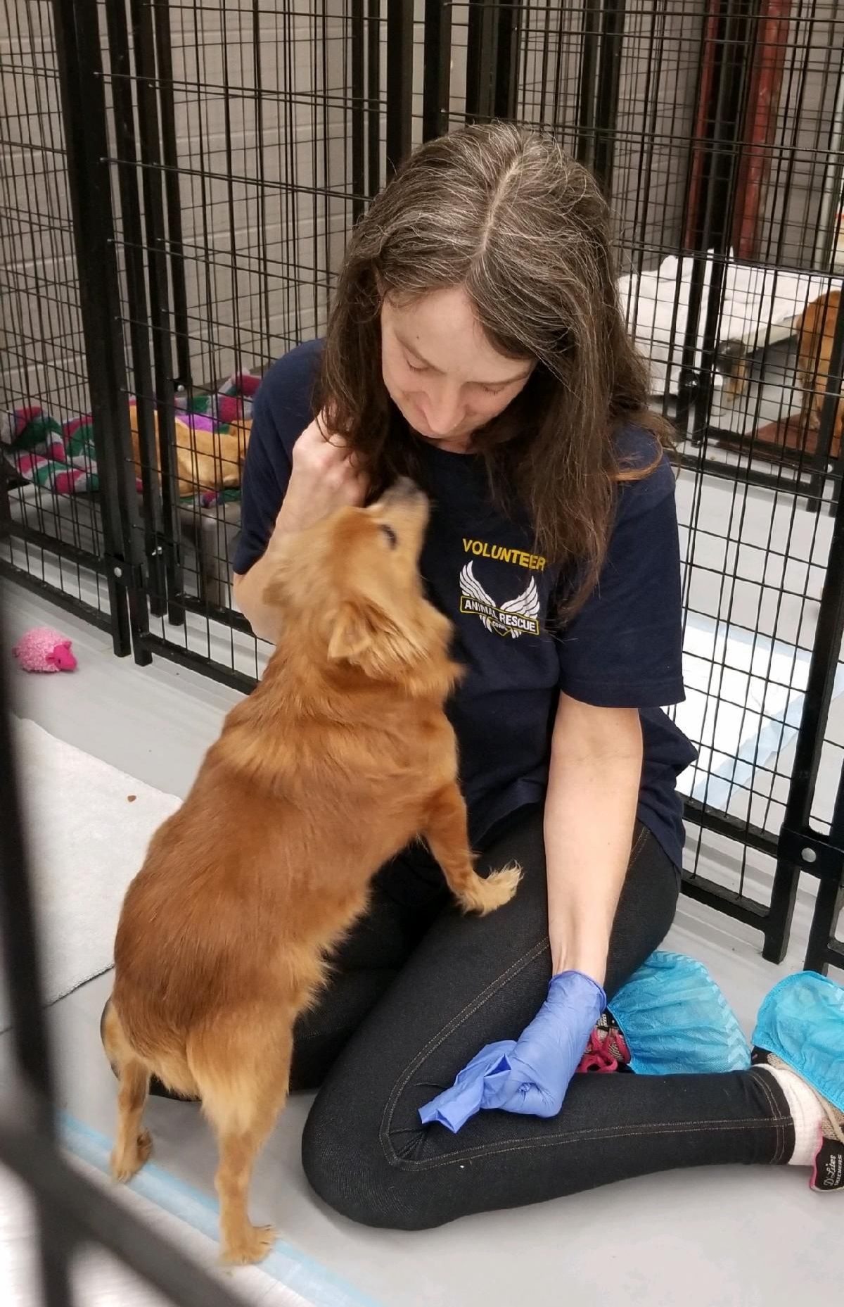 ANIMAL RESCUE CORPS Compassion in Action NEWS
