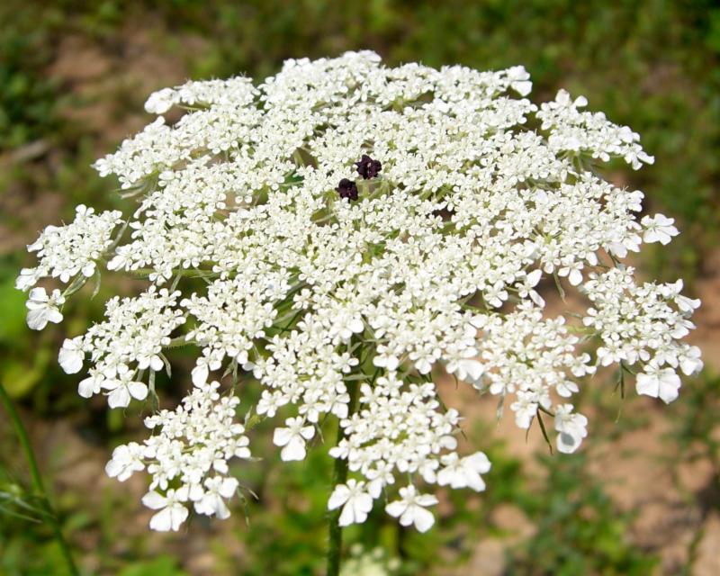 âQueen Anne's Laceâ by Jason Hollinger is licensed under CC BY 2.0