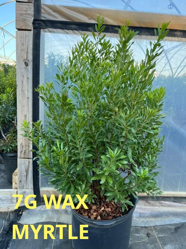 EASTEX NURSERY YEAR 2023 FALL PRICE LIST 🏈