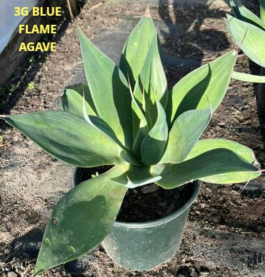 EASTEX NURSERY YEAR 2023 FALL PRICE LIST 🏈