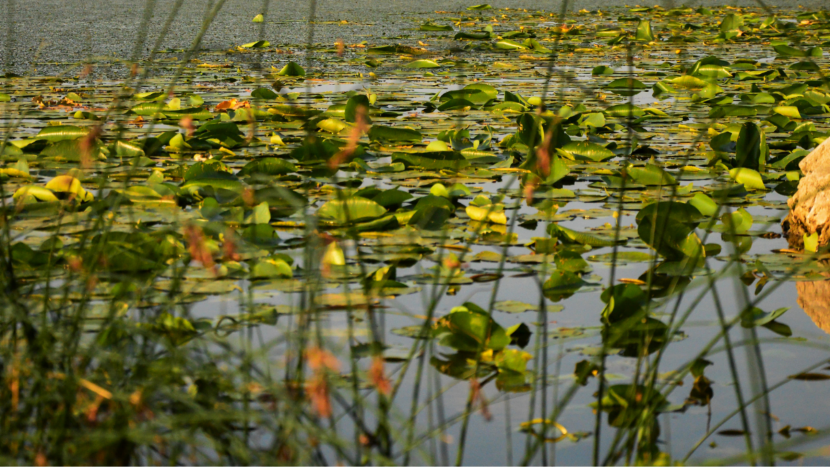 Lake Vegetation.png