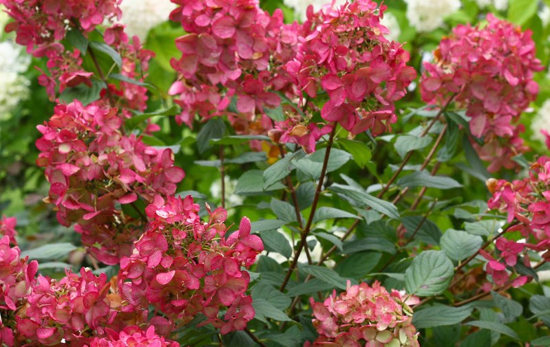 Grower Liner Availability from Holly Hill Nurseries