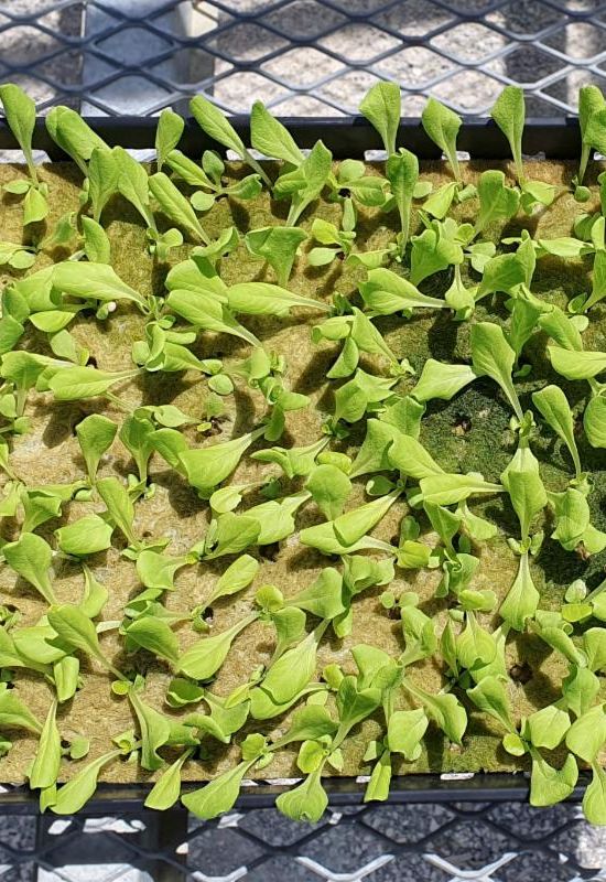 Close up on a tray of young lettuce plants