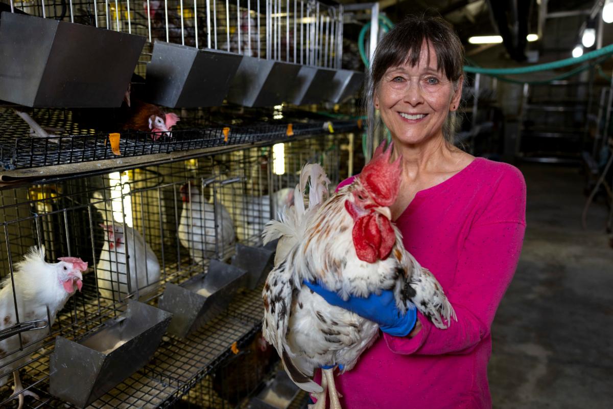 A woman holding a multi-colored rooster with pens in the background