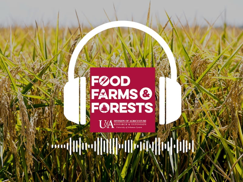 Close up of rice with a Food Farms and Forests logo superimposed in the foreground