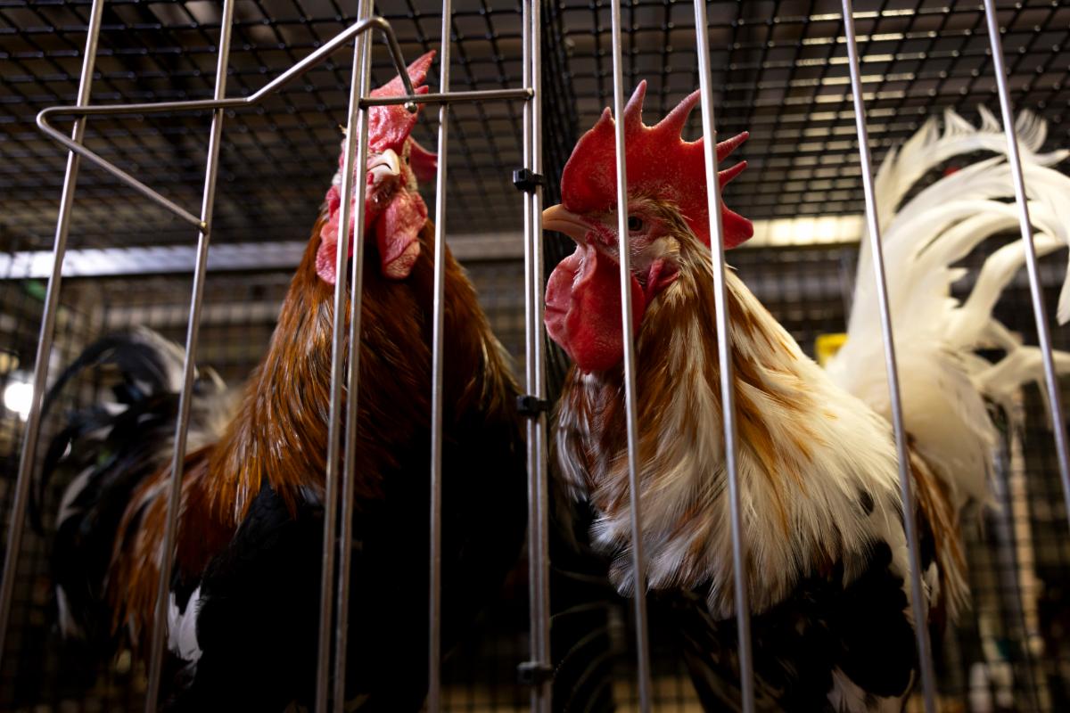 Two roosters with multi-colored feathers in a cage