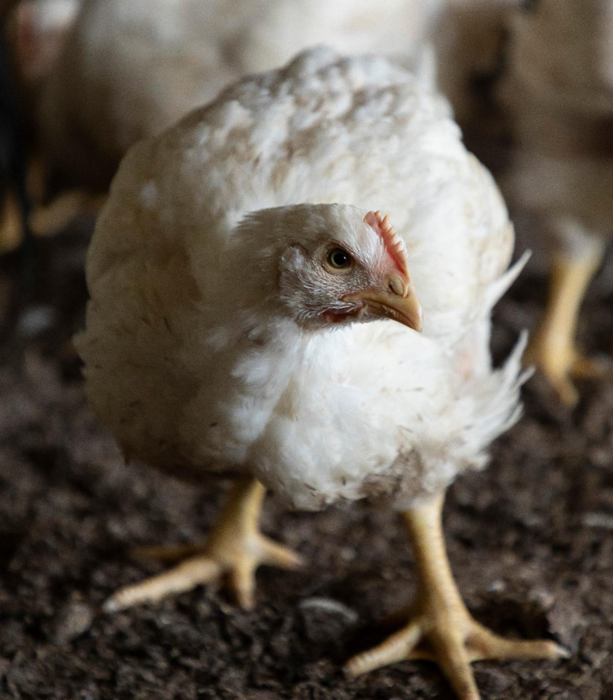 Close up photo on standing chicken