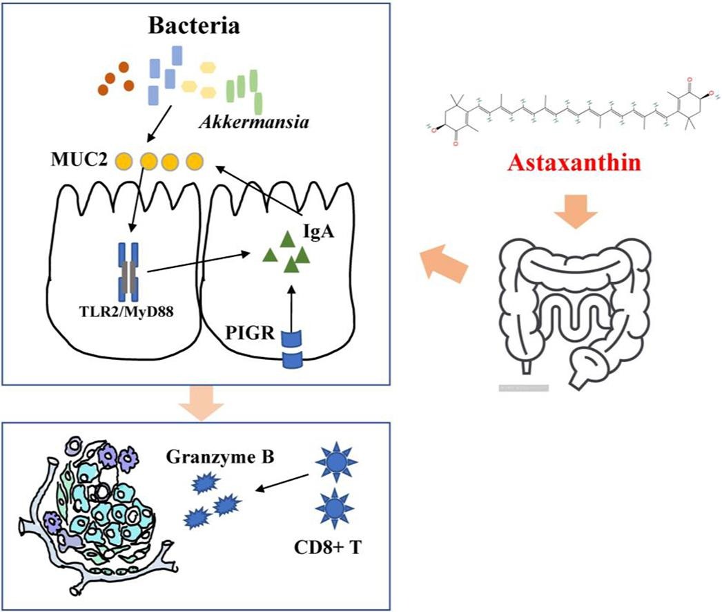SCIENCE ALERT Beneficial effects of astaxanthin modulated through gut