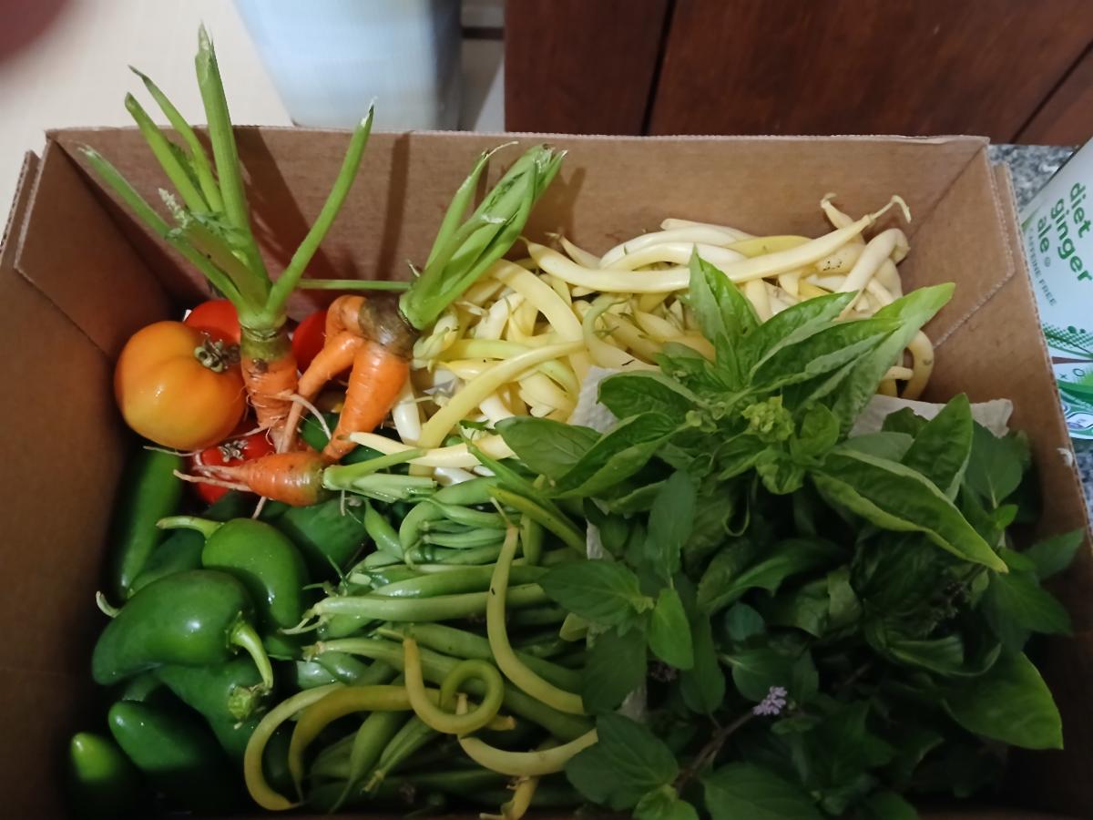 creation care garden harvest