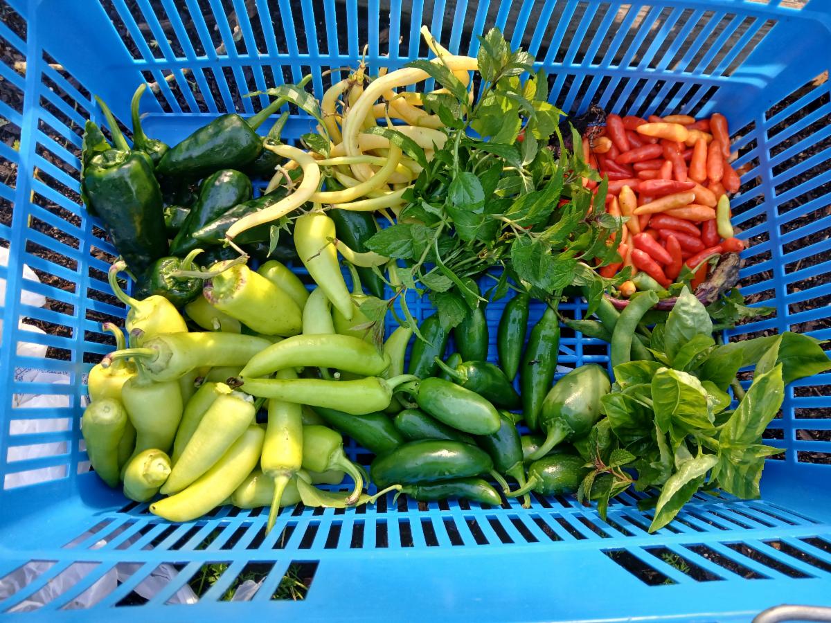 creation care garden peppers