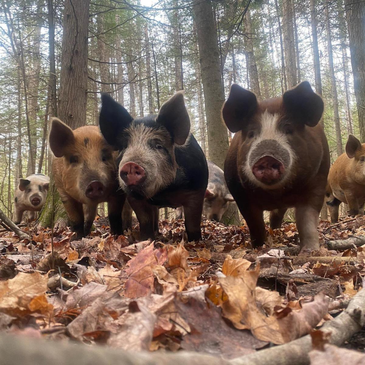 New Issue of Sustainable Farming, grants for livestock and poultry