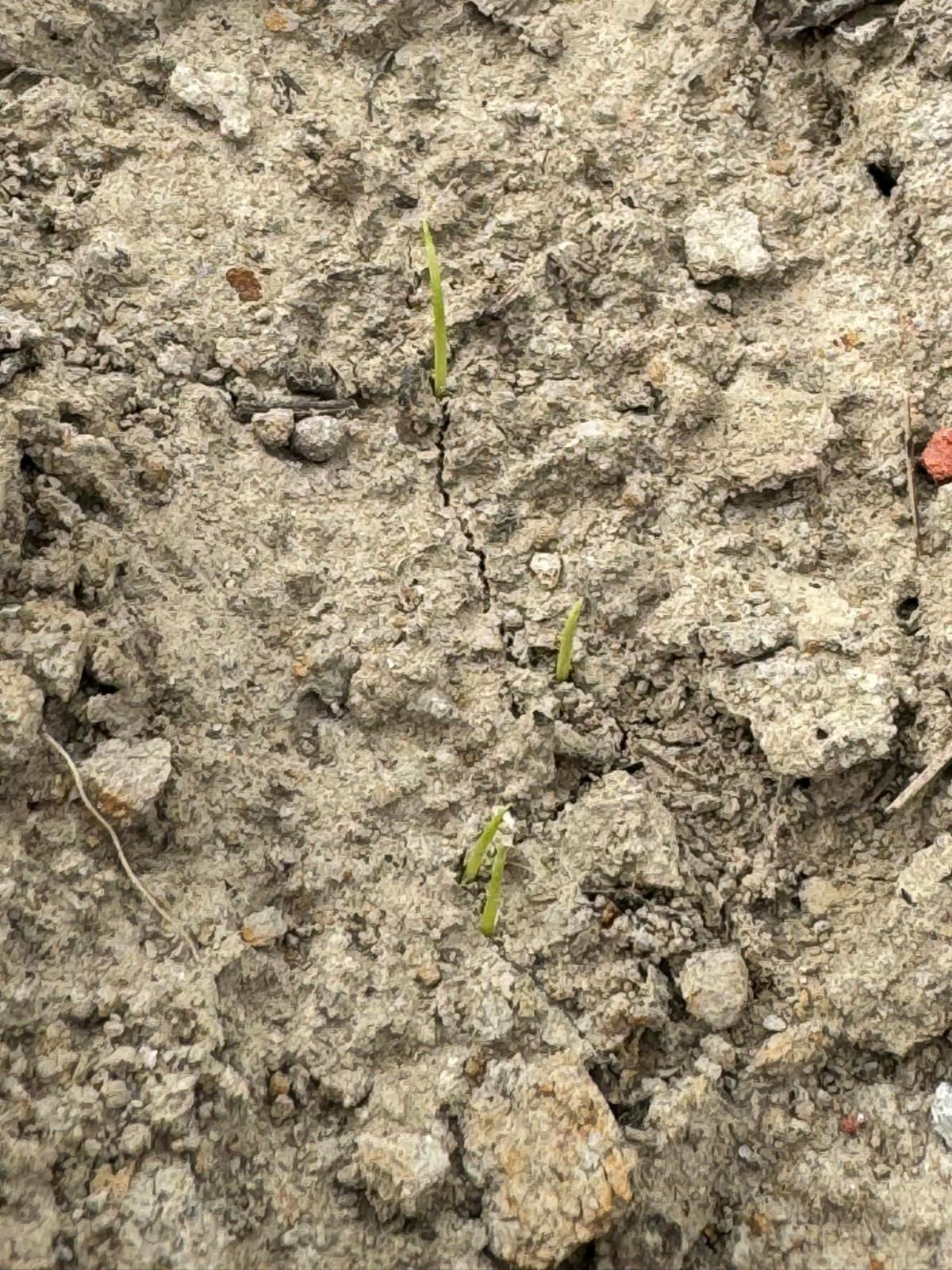 Market Update, Missouri Rice Field Day Announced, & More