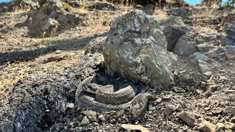 rattlesnake near rock