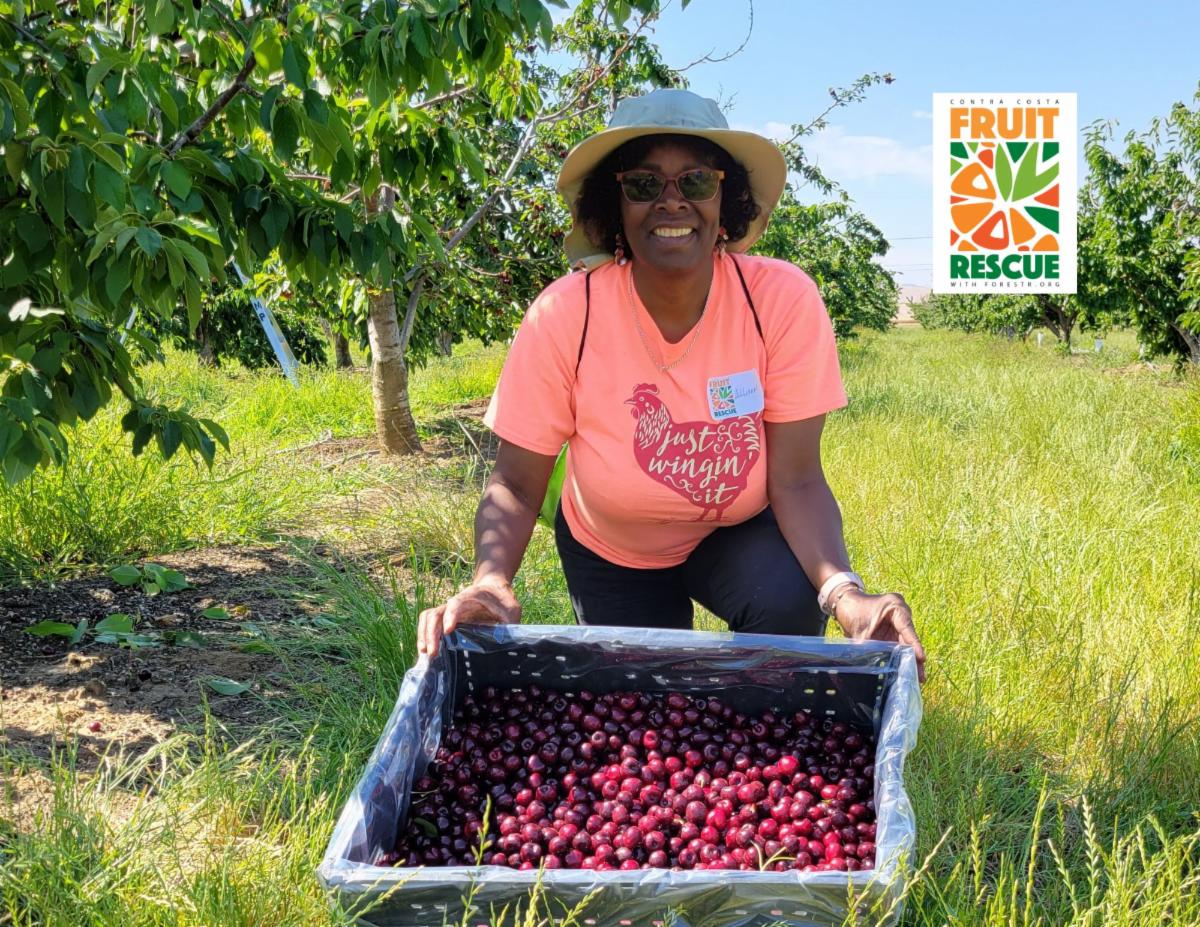 volunteer with cherries