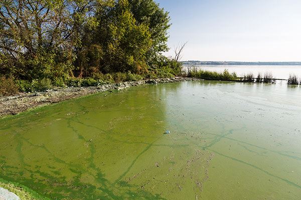 algal bloom