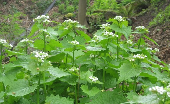 Garlic Mustard bloom