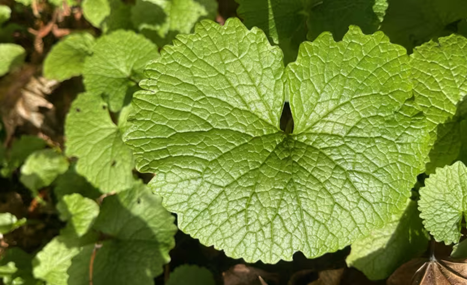 Garlic Mustard close up