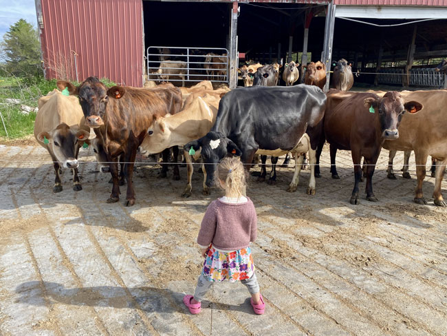 Three year old girl in face off with cows!