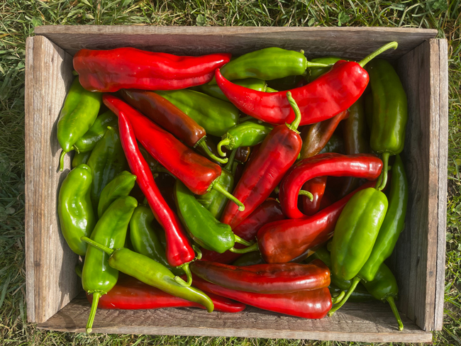 Crate of red and green cornos peppers.