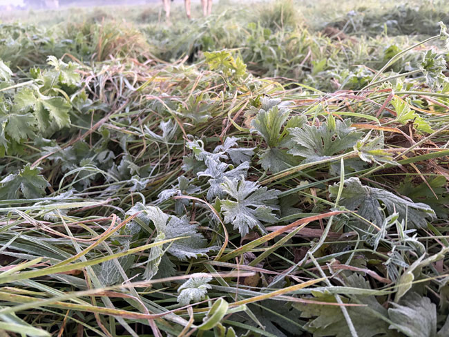 Frost on the ground!