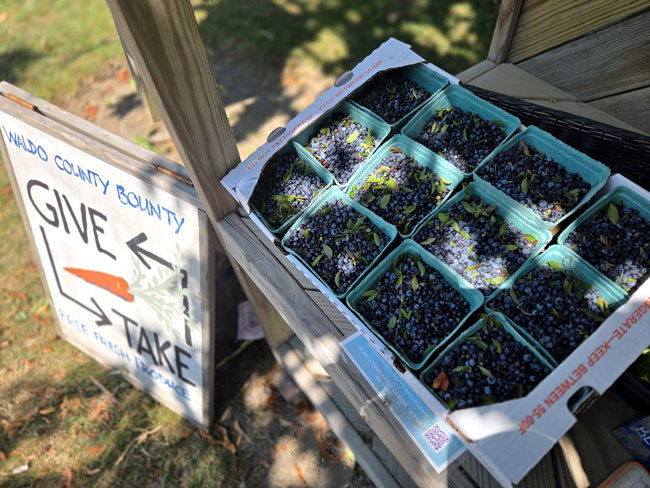 Wild Maine blueberries at a Waldo County Bounty Give and Take table.