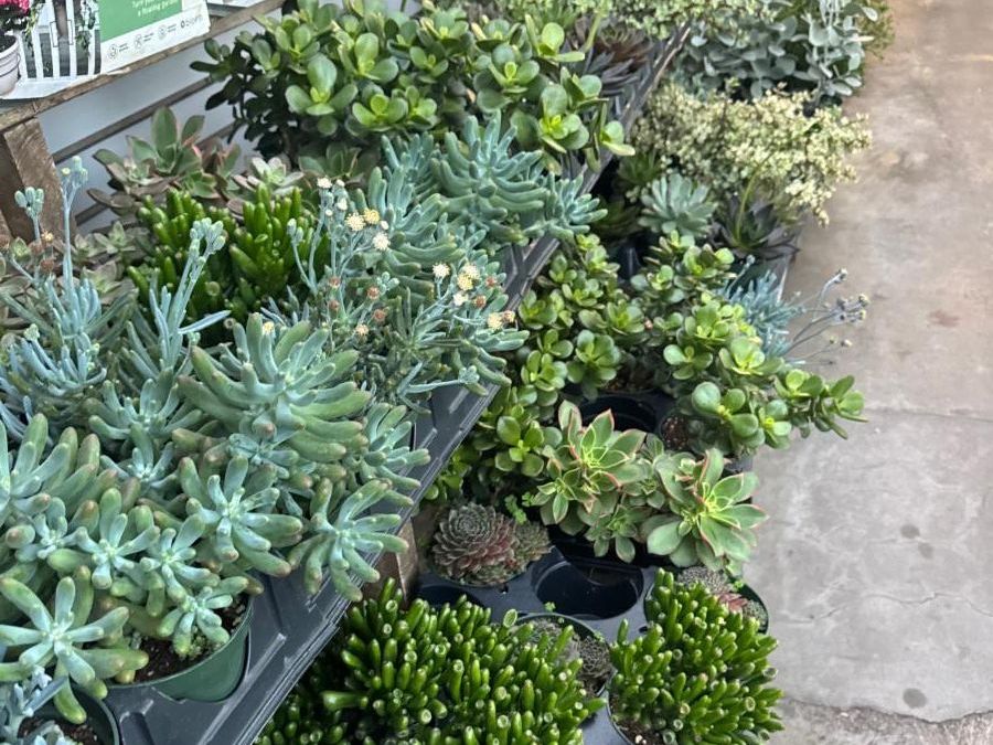 Succulents
