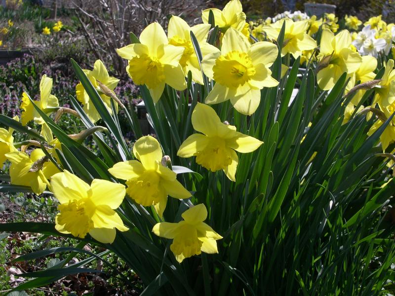 daffodils