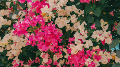 Photo_Version_Updated_APRIL_Janus_Monthly_Newsletter_p2.png