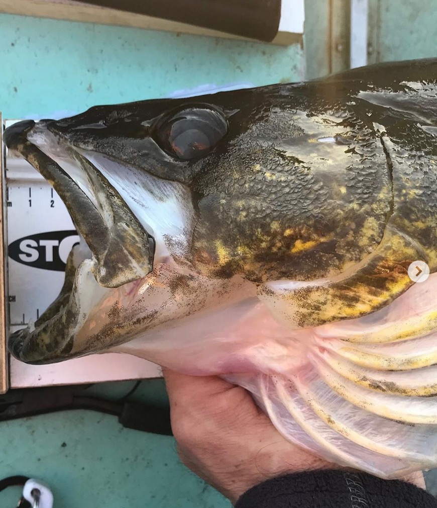 Bait cooler hack, Walleye cheek cuts, Bigguns of the week Target Walleye