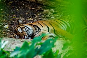Tiger laying in the heat