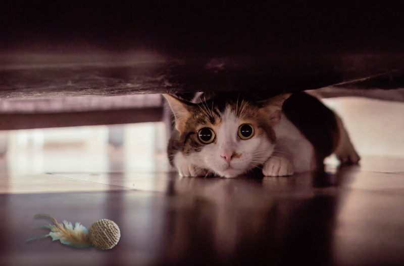 frightened cat hiding under the bed