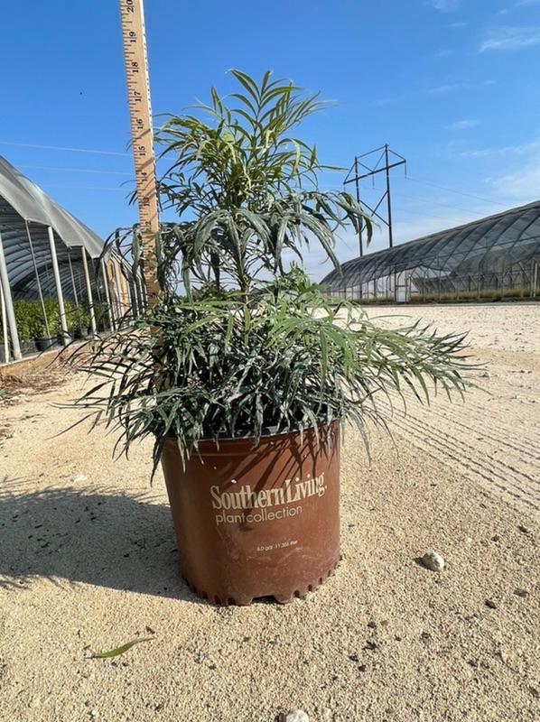 New Availability from Wolfe Nursery DirectStephenville