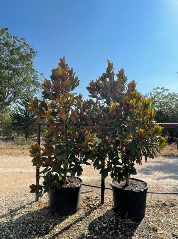 New Availability from Wolfe Nursery DirectStephenville