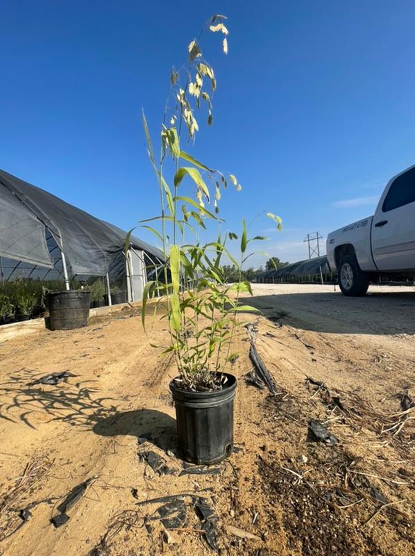 New Availability from Wolfe Nursery DirectStephenville