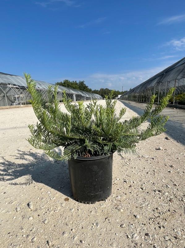 New Availability from Wolfe Nursery DirectStephenville