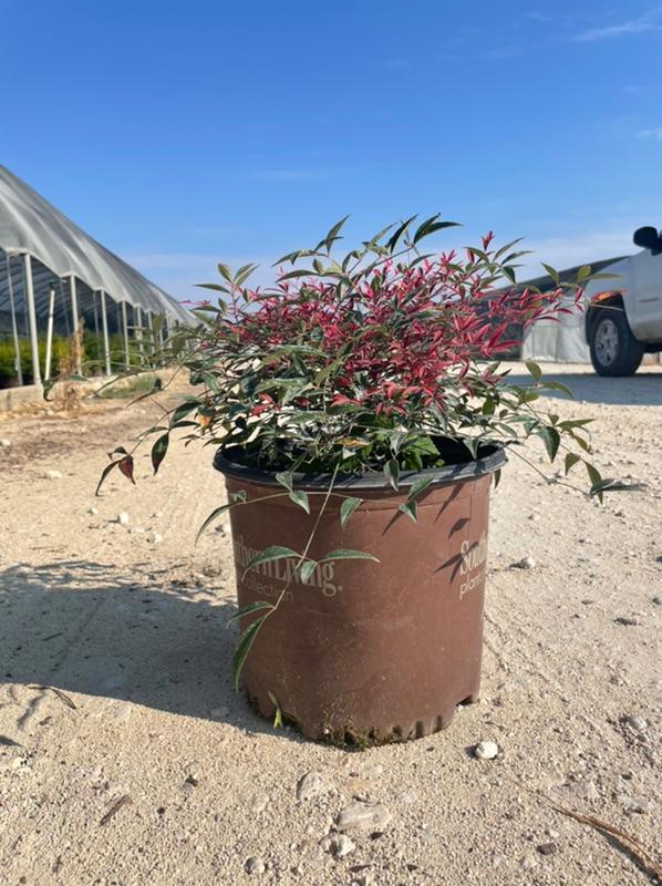 New Availability from Wolfe Nursery DirectStephenville