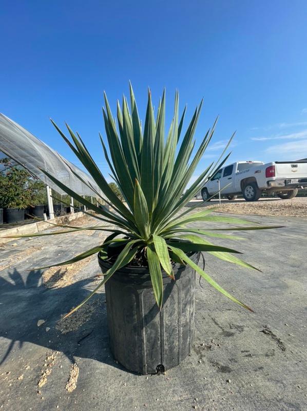 New Availability from Wolfe Nursery DirectStephenville