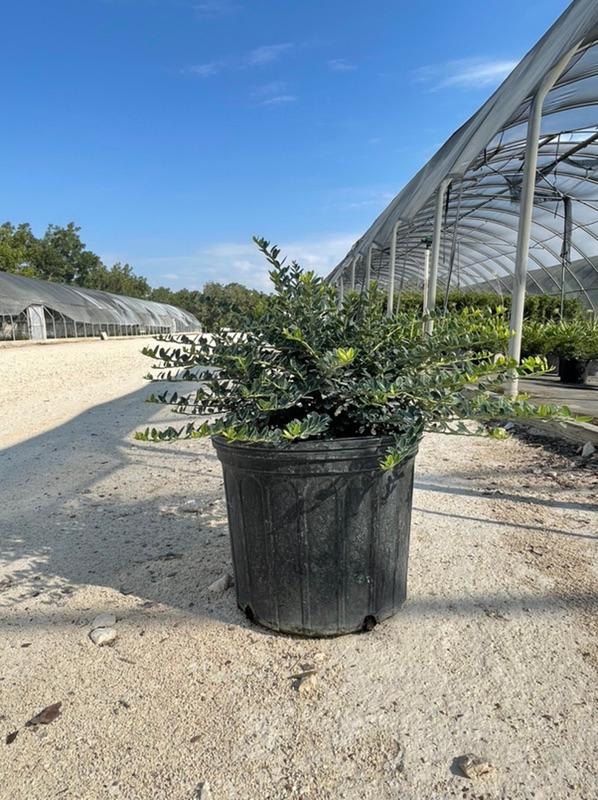 New Availability from Wolfe Nursery DirectStephenville