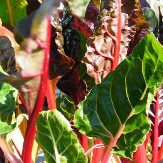 Swiss Chard