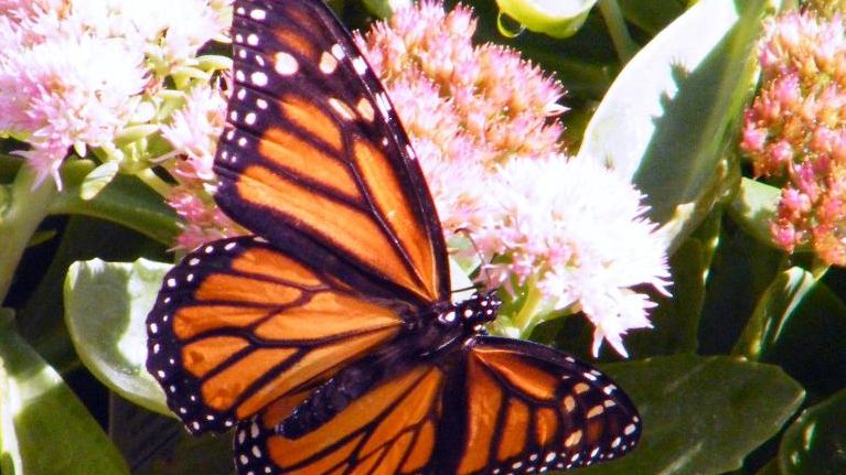 Monarch Butterfly