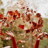 ThrowingLeaves