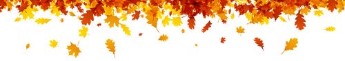 Autumn banner with golden maple and oak leaves. Vector  illustration.