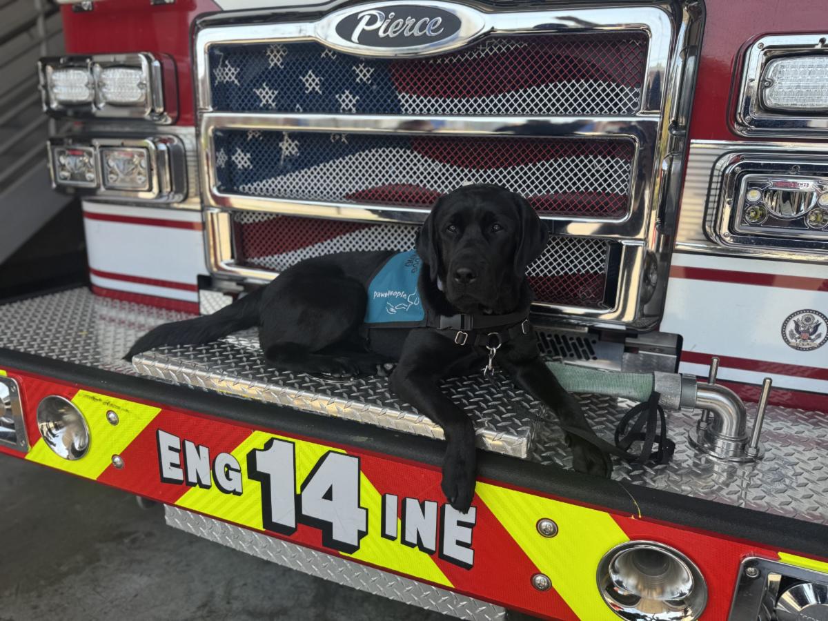 Fayetteville Fire Department's Crisis Response Dog