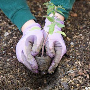 hands with gardening gloves planting a seedling 