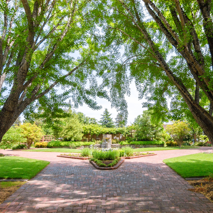 tree lined walkway 