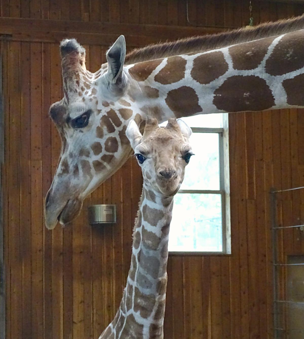 Zoo Enthusiast Are You Ready For Your Next Adventure