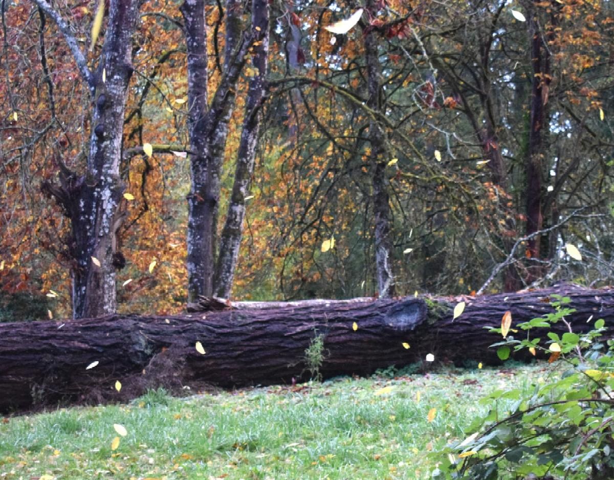 Tree fallen in yard