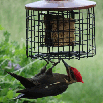 Can You Get Addicted to Hempified CBD Gummies?