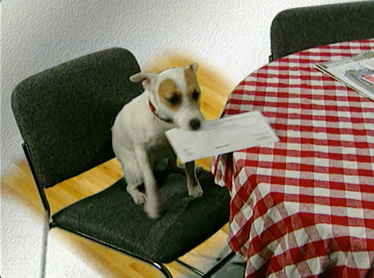 Trained Dog snatches a letter as part of a training program